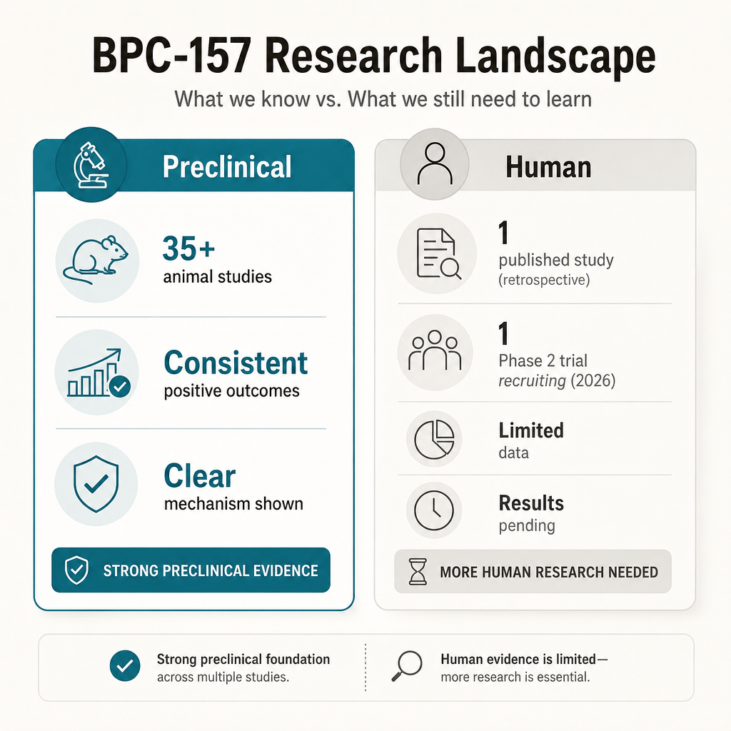 BPC-157 evidence landscape: 35 preclinical animal studies with consistent positive outcomes versus 1 published human study and 1 Phase 2 trial recruiting